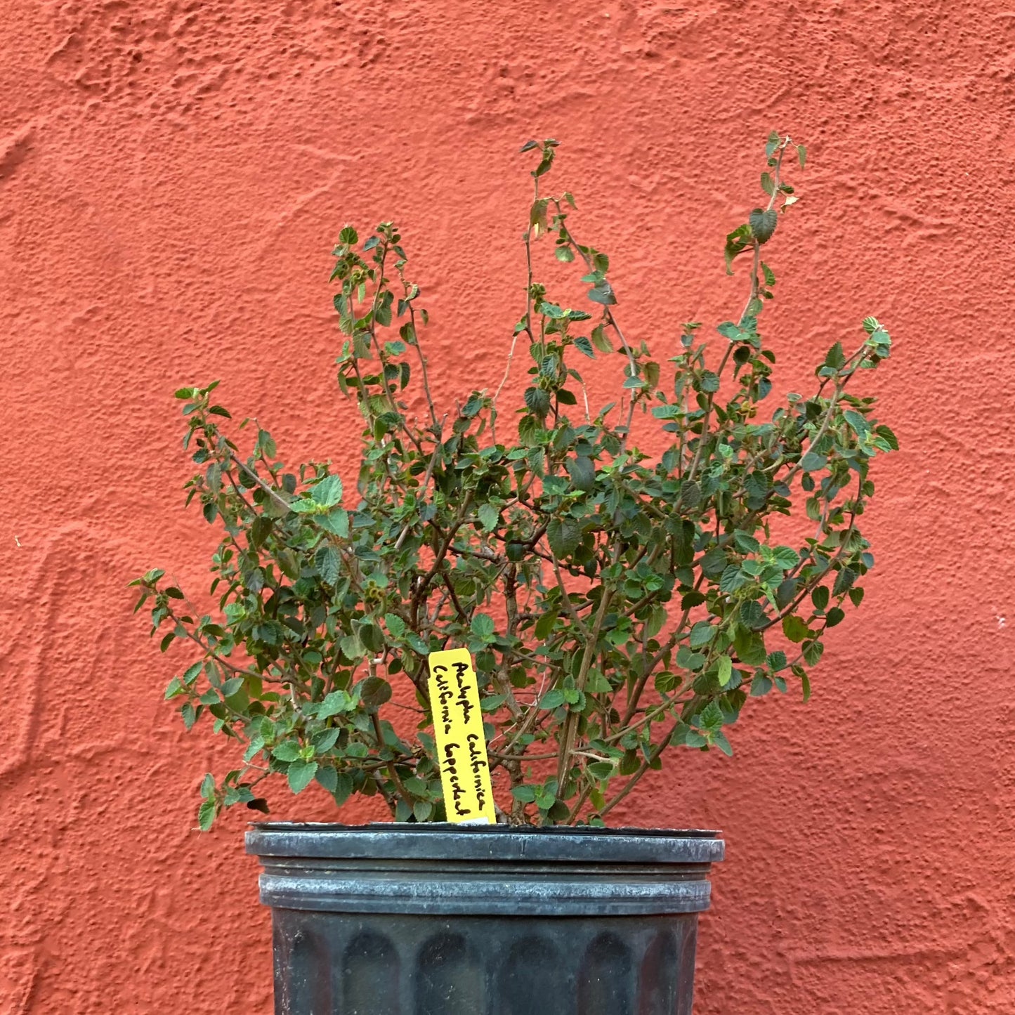 Acalypha californica - California Copperleaf