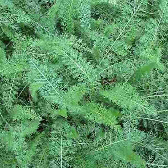 Achillea millefolium 'Island Pink' - Island Pink Yarrow