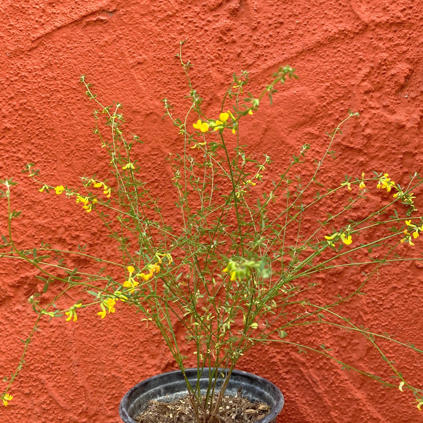 Lotus scoparius (syn. Acmispon glaber) - Deerweed