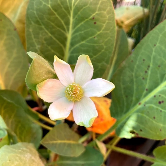 Anemopsis californica - Yerba Mansa