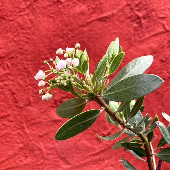 Arctostaphylos 'Austin Griffiths' - Austin Griffiths Manzanita