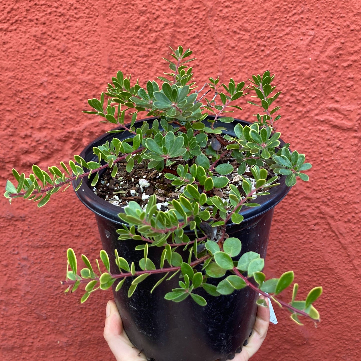 Arctostaphylos 'Emerald Carpet' - Emerald Carpet Manzanita