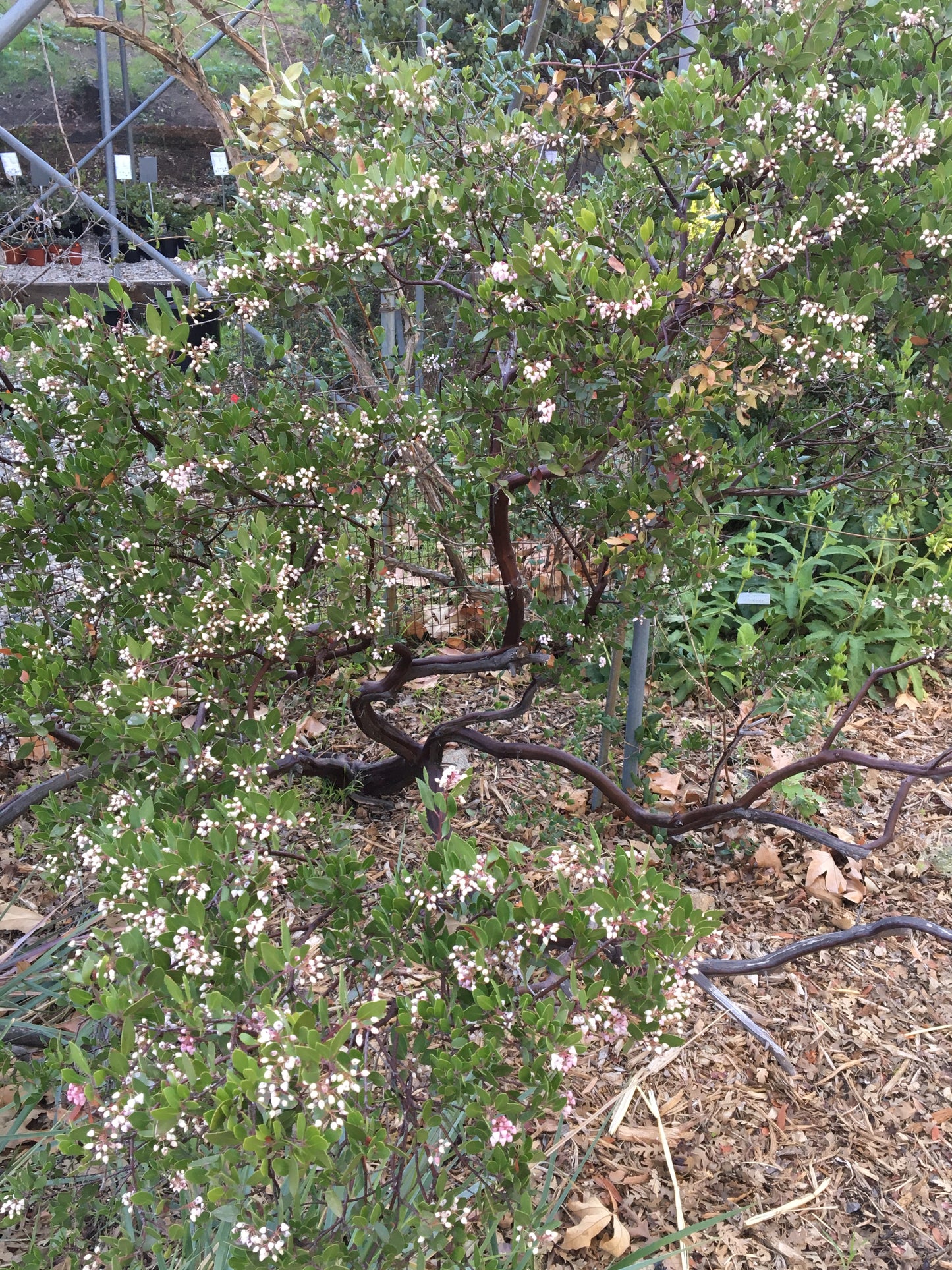 Arctostaphylos densiflora 'Howard McMinn' - Manzanita