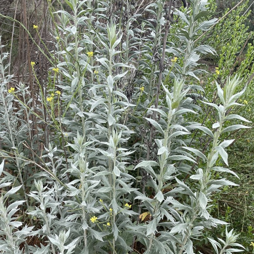 Artemisia douglasiana - Mugwort