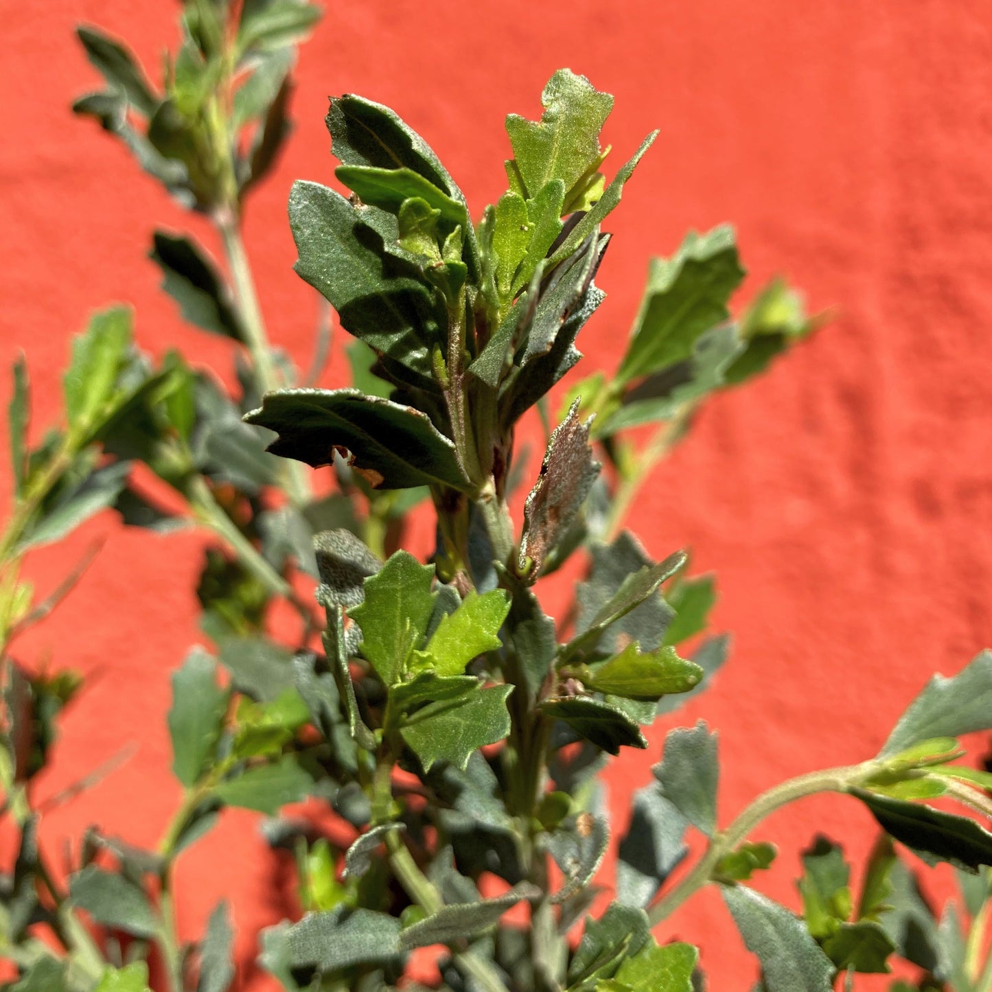 Baccharis pilularis - Coyote Brush