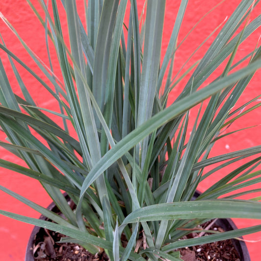 Carex spissa - San Diego Sedge