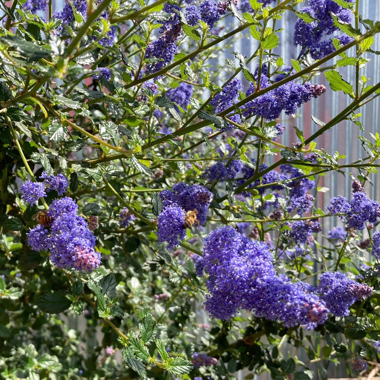 Ceanothus 'Frosty Blue' - Frosty Blue Mountain Lilac