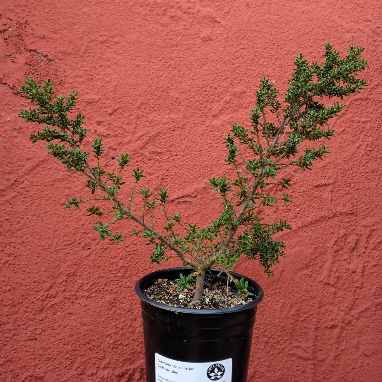 Ceanothus 'Julia Phelps' - California Lilac