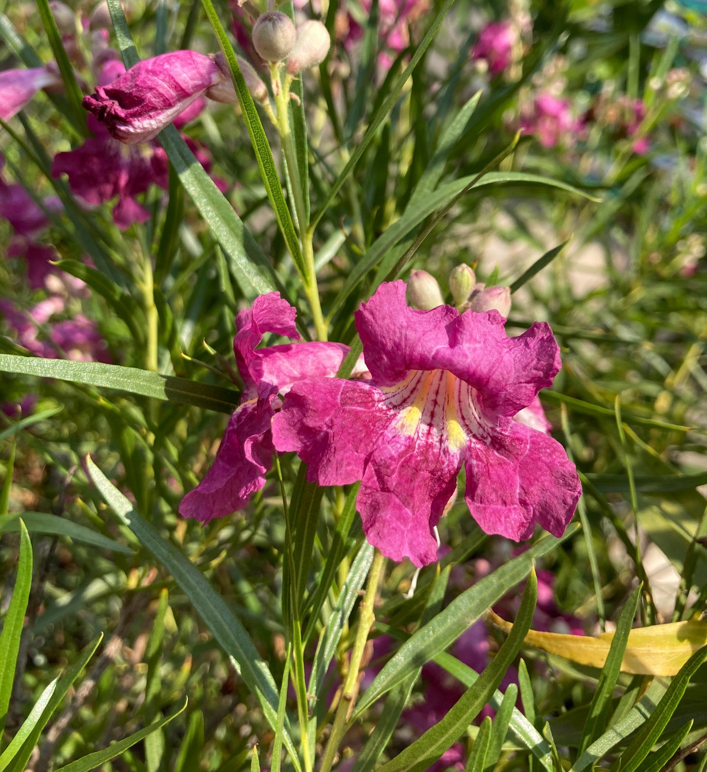 Chilopsis linearis 'Burgundy' - Burgundy Desert Willow