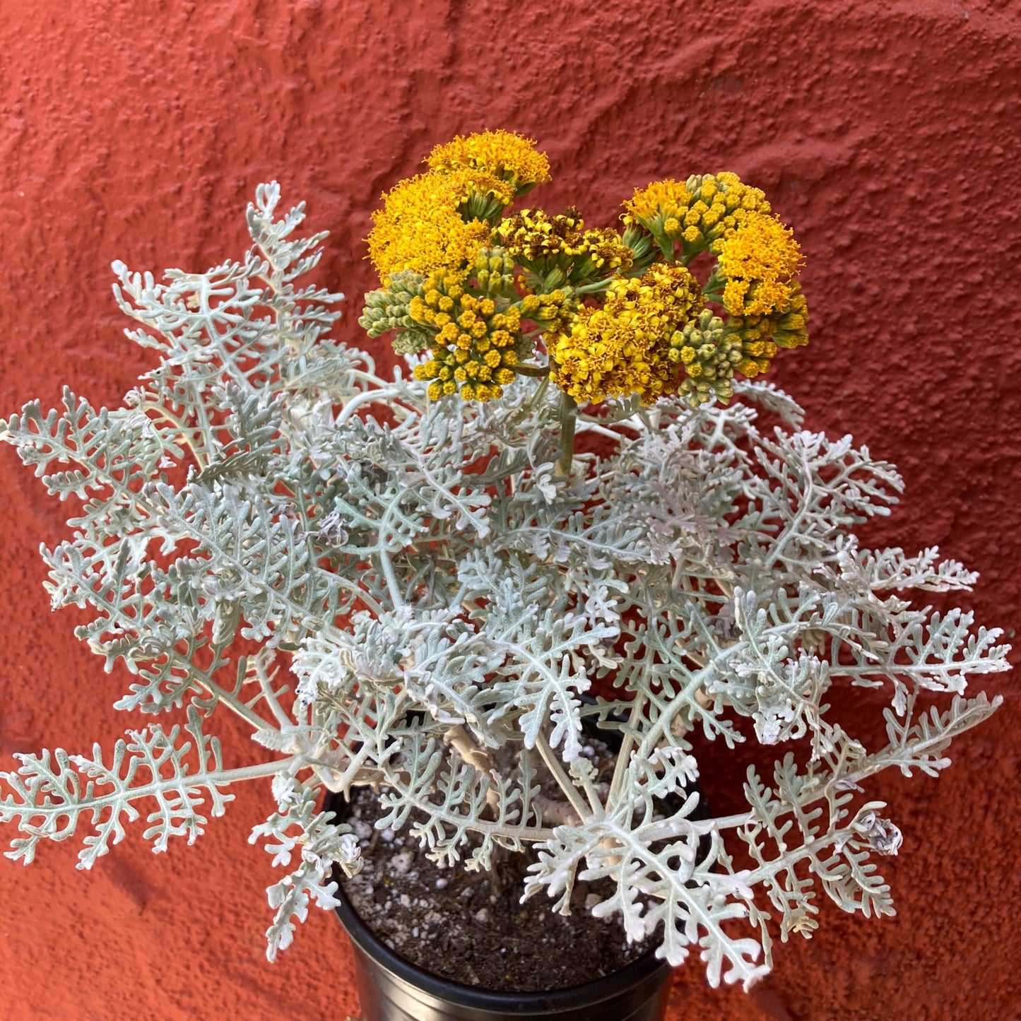 Constancea nevinii (syn. Eriophyllum nevinii) - Silverlace