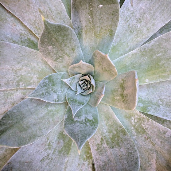 succulent dudleya Dudleya pulverulenta
