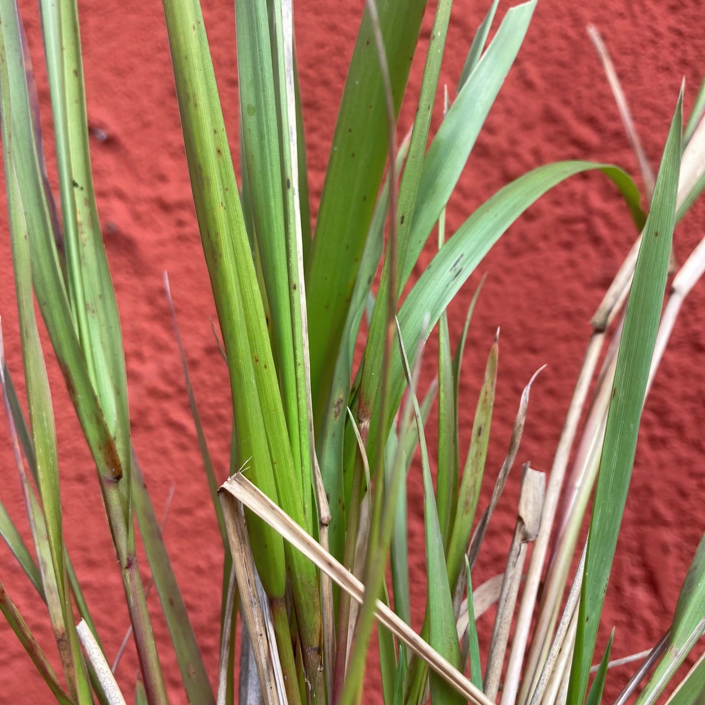 Leymus condensatus - Giant Wild Rye