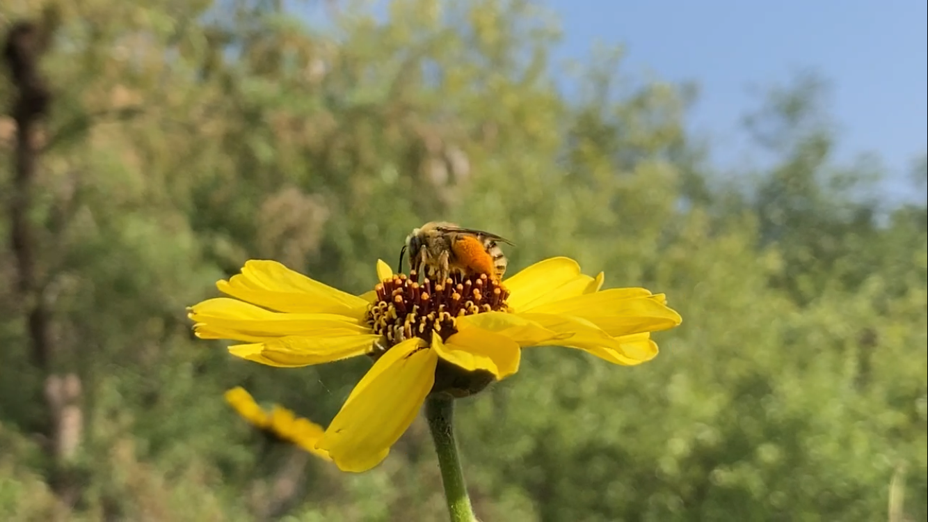 Encelia californica - Bush Sunflower