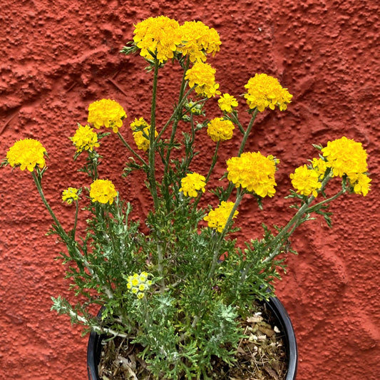 Eriophyllum confertiflorum - Golden Yarrow