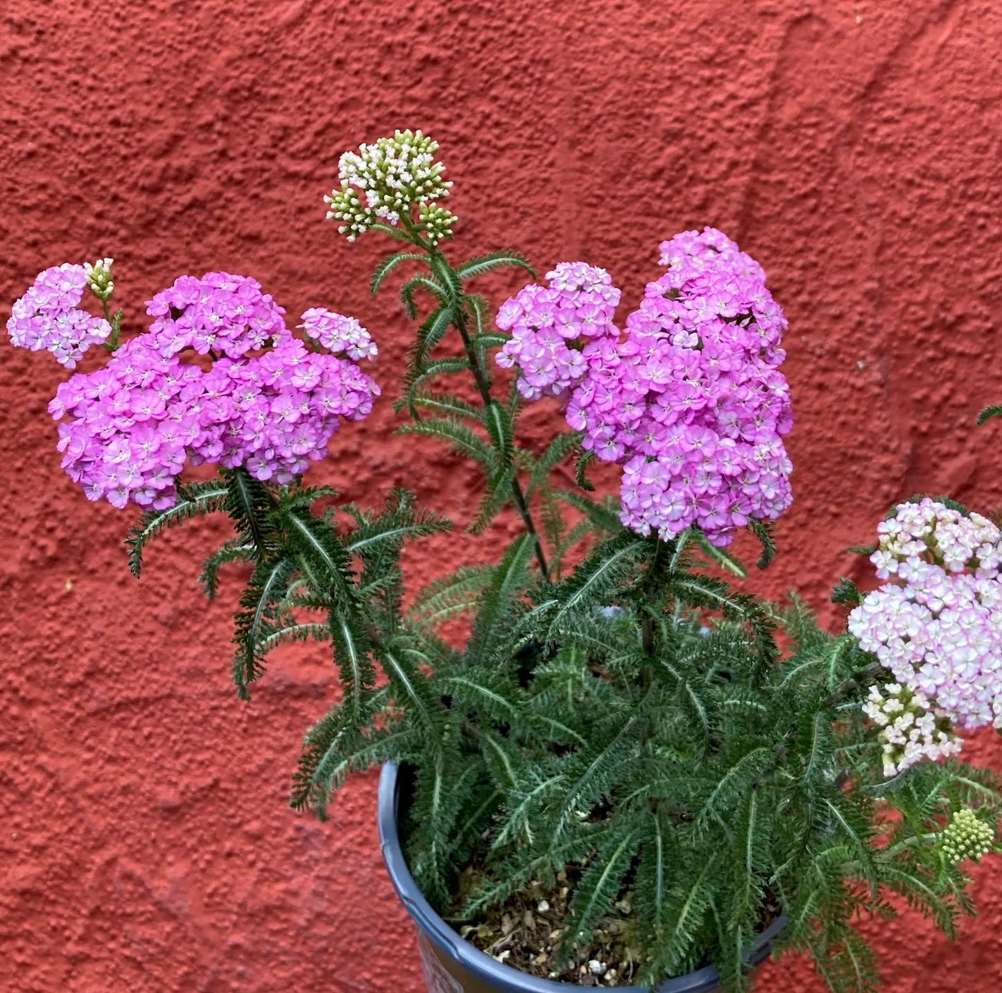 Achillea millefolium 'Island Pink' - Island Pink Yarrow