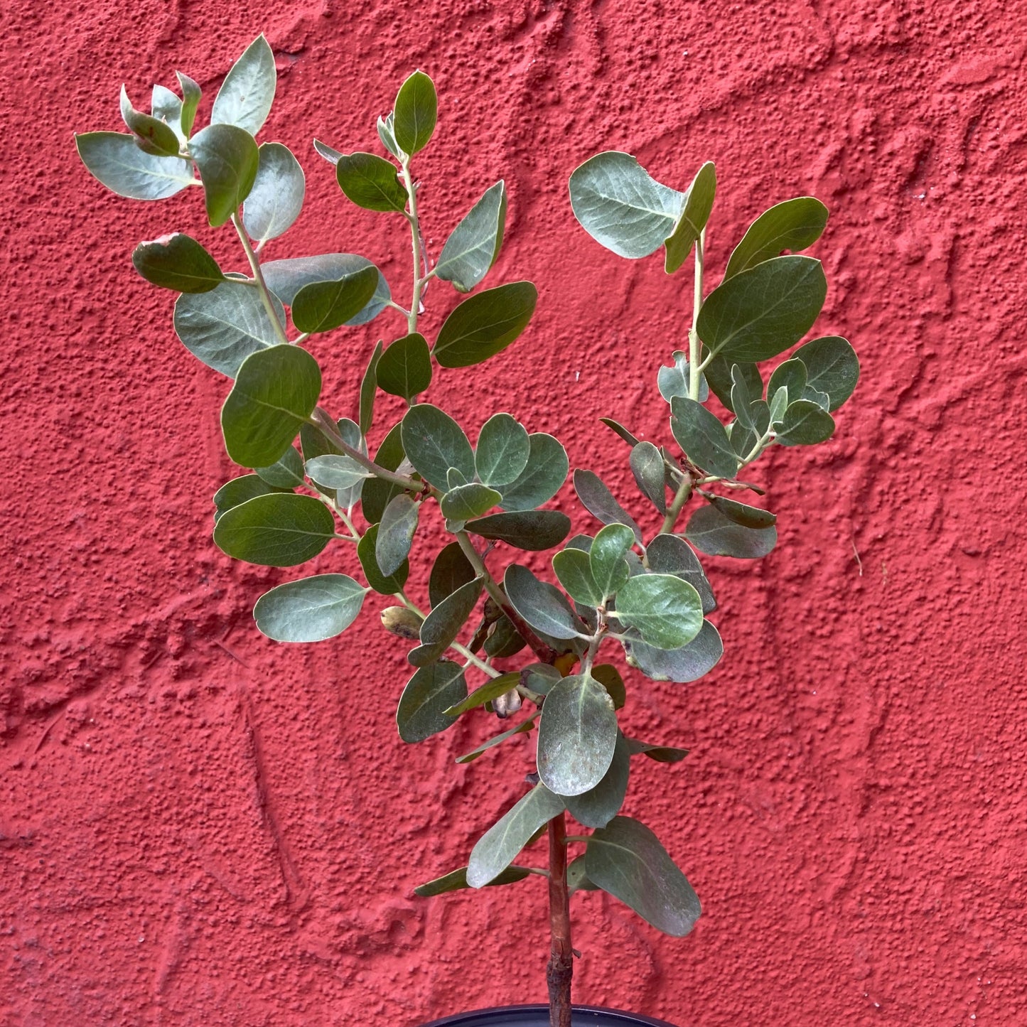Arctostaphylos manzanita 'Dr. Hurd' - Dr. Hurd Manzanita