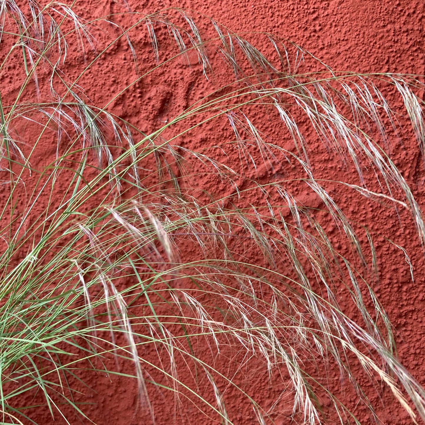 Aristida purpurea - Purple Three-Awn Grass