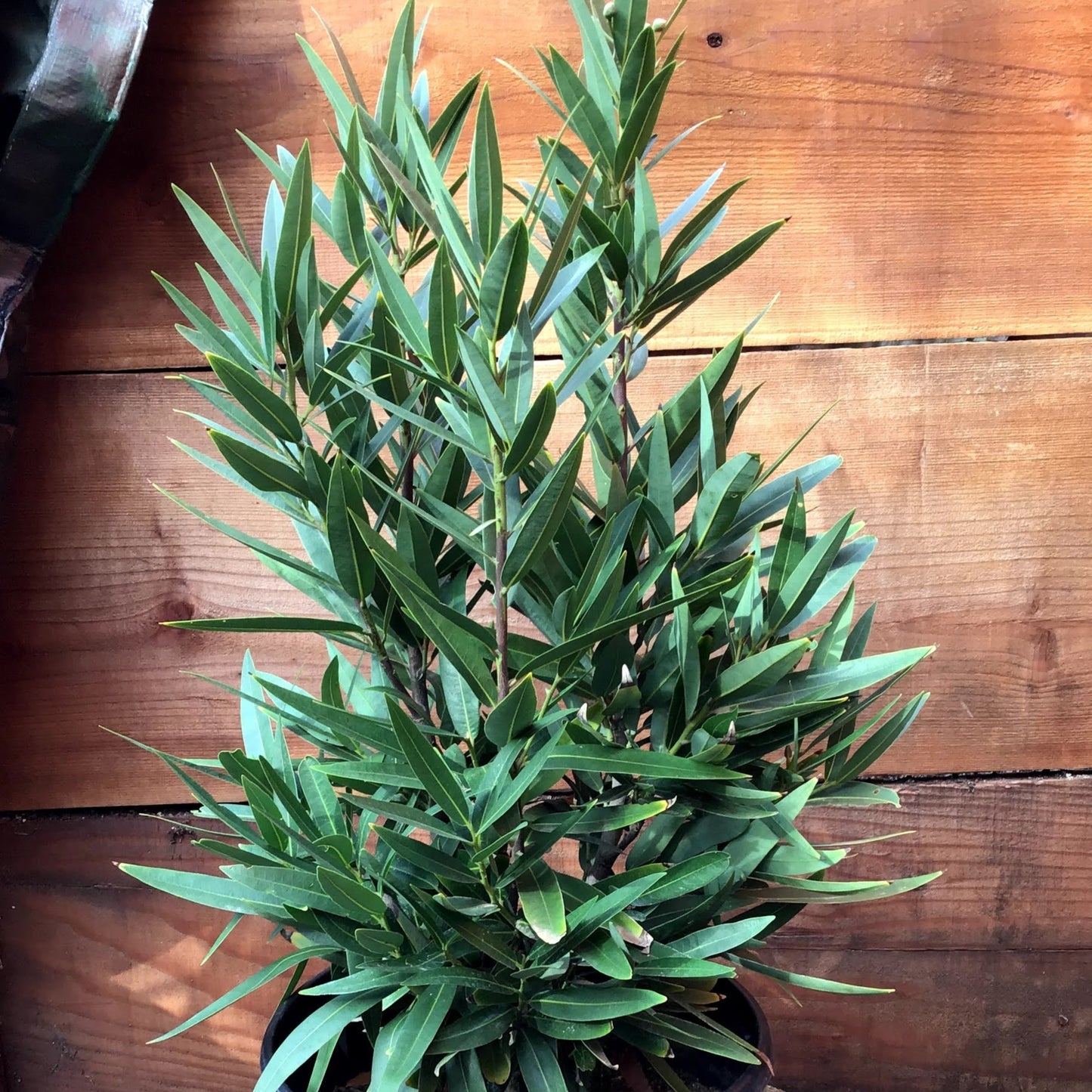 Umbellularia californica - California Bay Tree