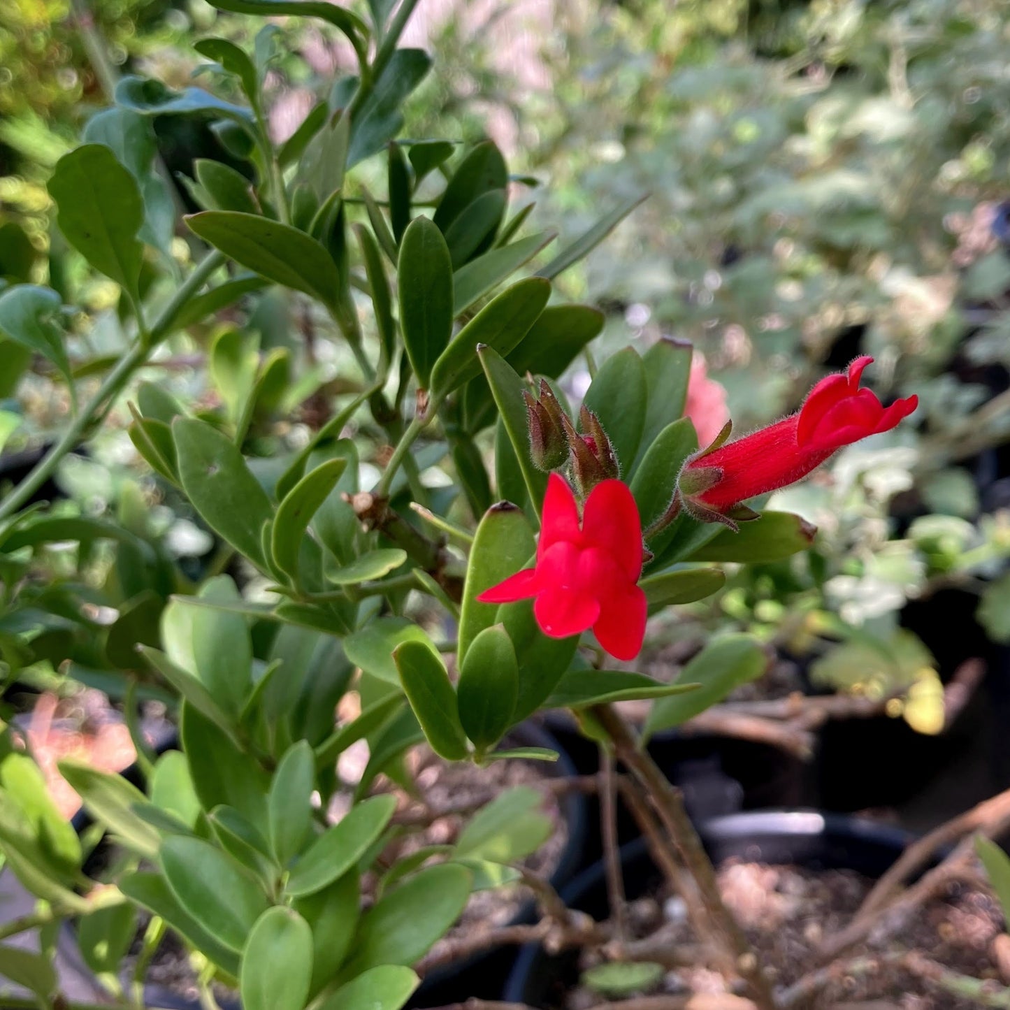 Galvezia speciosa 'Bocarosa' - Island Snapdragon