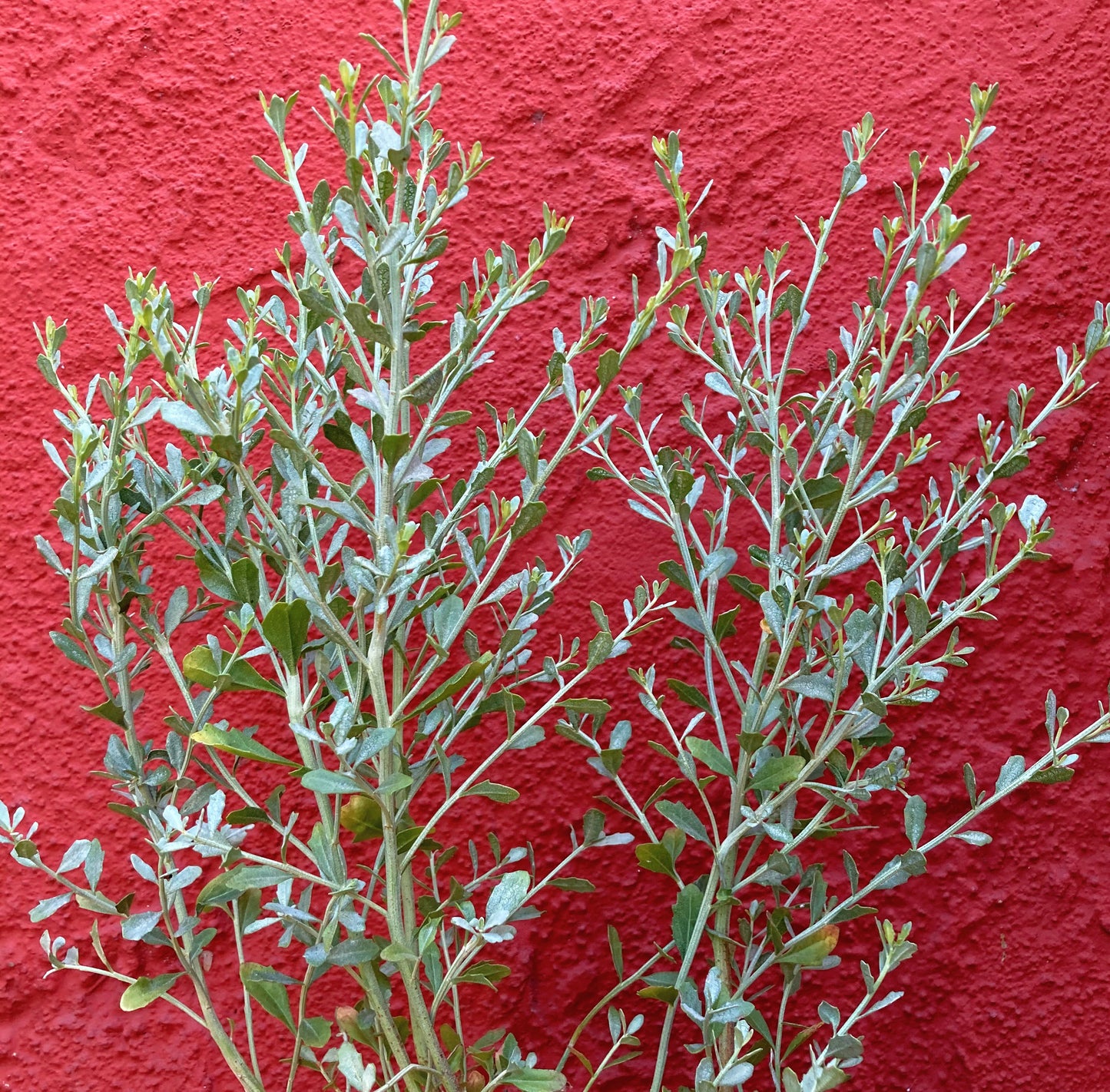 Baccharis pilularis ssp. consanguinea - Coyote Brush