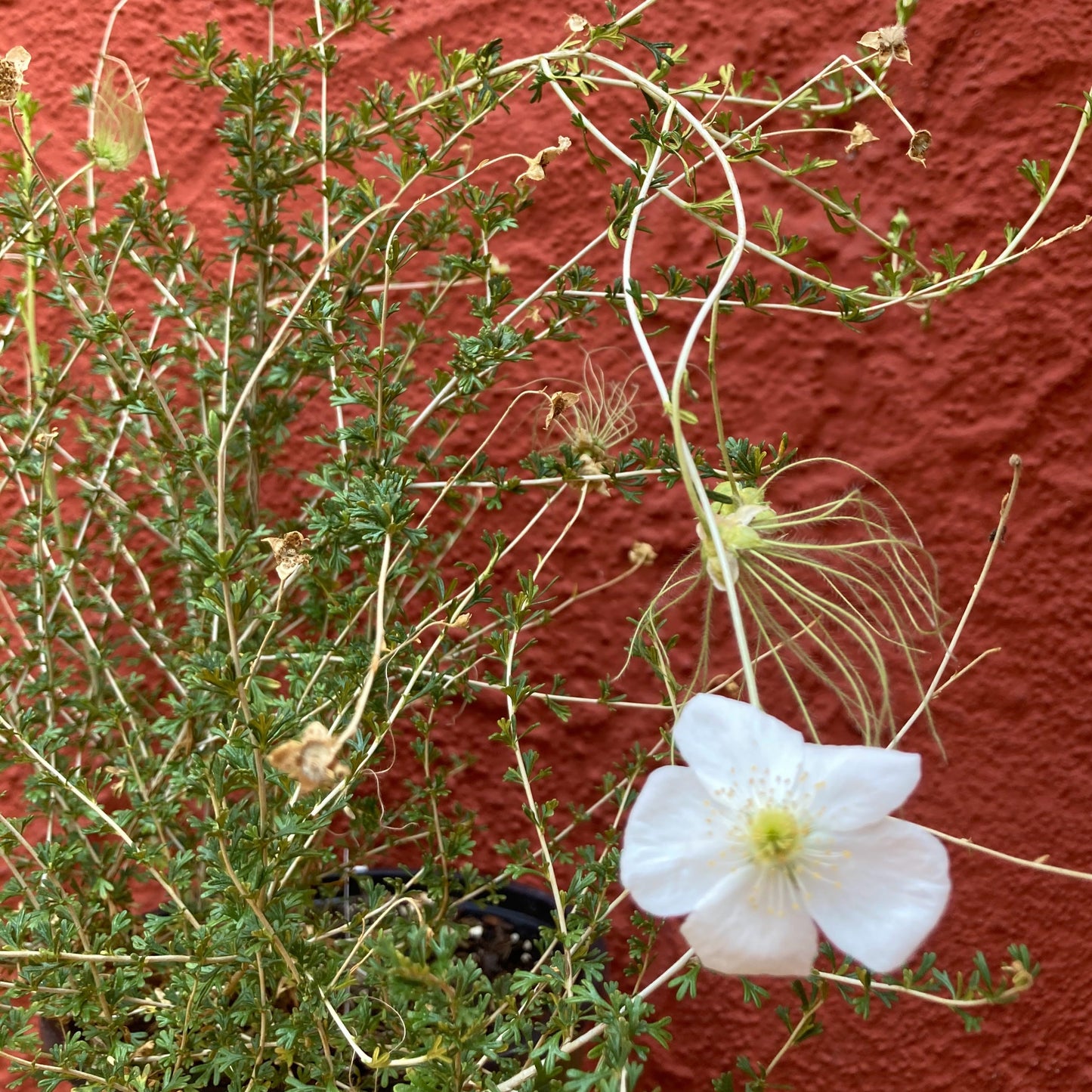 Fallugia paradoxa - Apache Plume