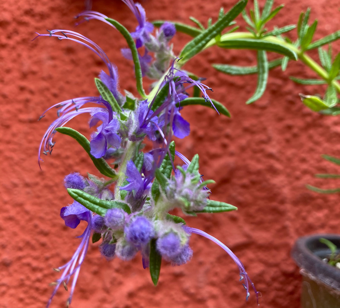 Trichostema lanatum - Woolly Blue Curls