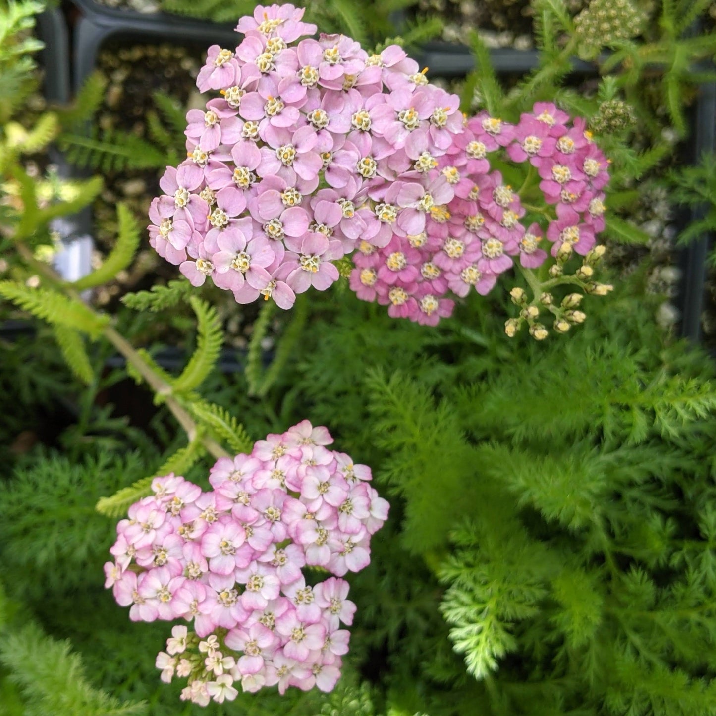 Achillea millefolium 'Island Pink' - Island Pink Yarrow