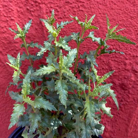 Bahiopsis laciniata (syn. Viguiera laciniata) - San Diego Sunflower