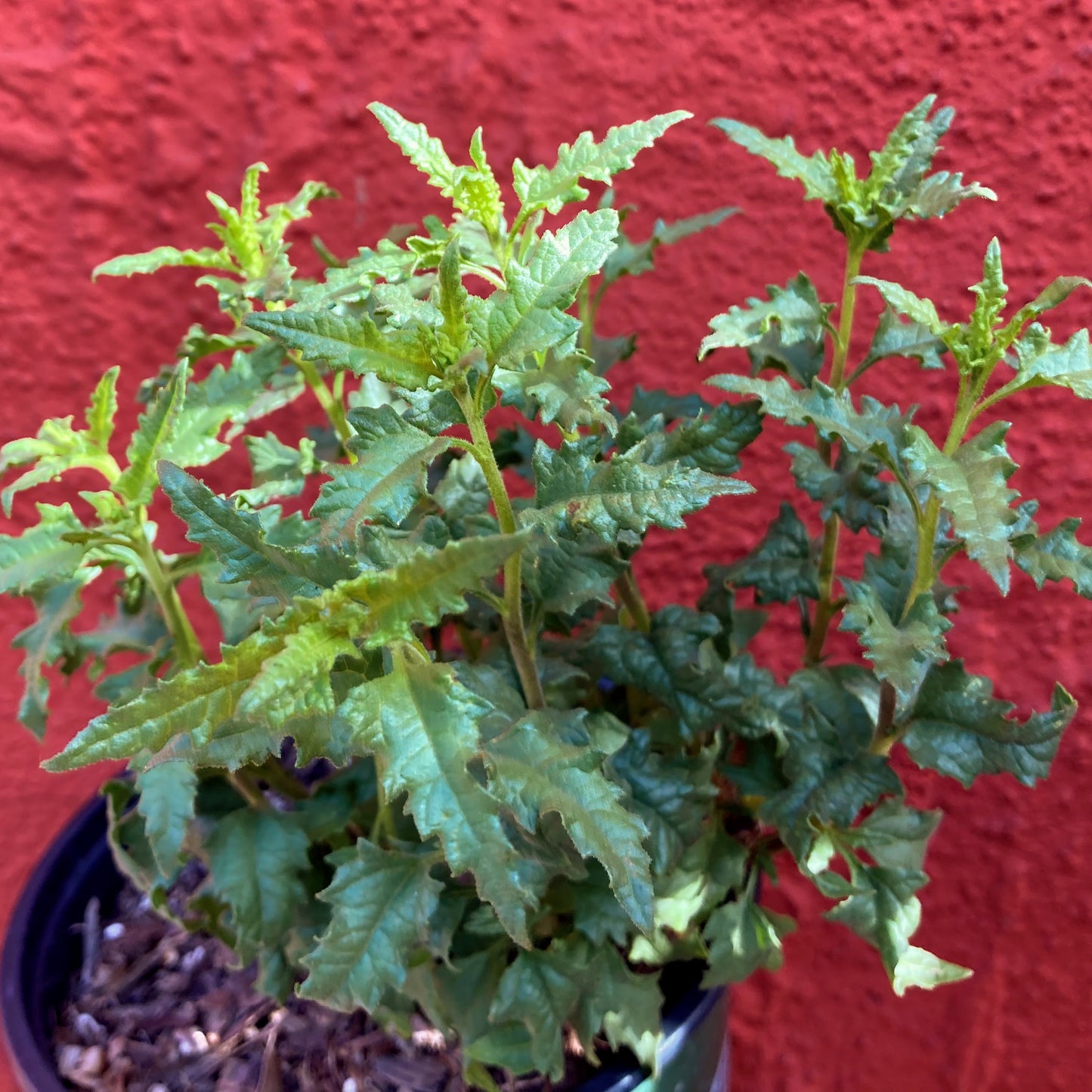 Bahiopsis laciniata (syn. Viguiera laciniata) - San Diego Sunflower