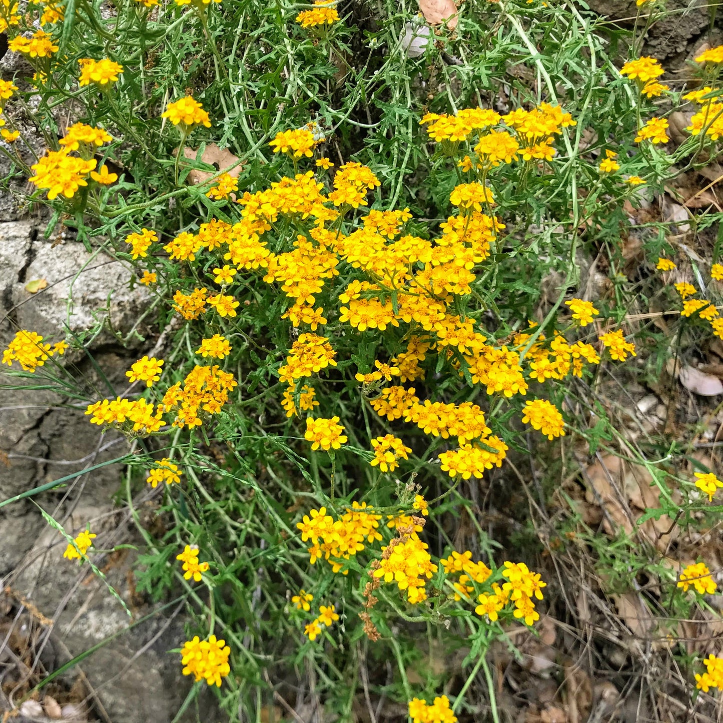 Eriophyllum confertiflorum - Golden Yarrow