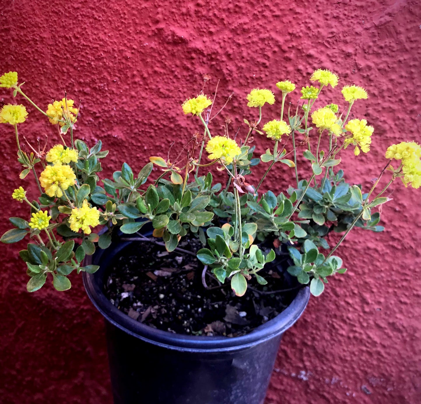 Eriogonum umbellatum - Sulphur Buckwheat