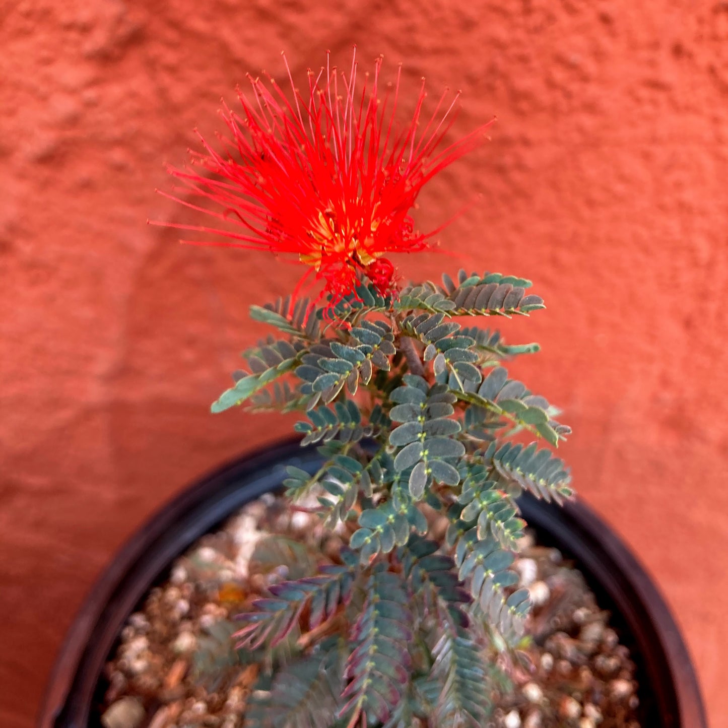 Calliandra californica - Baja Fairy Duster, Tabardillo