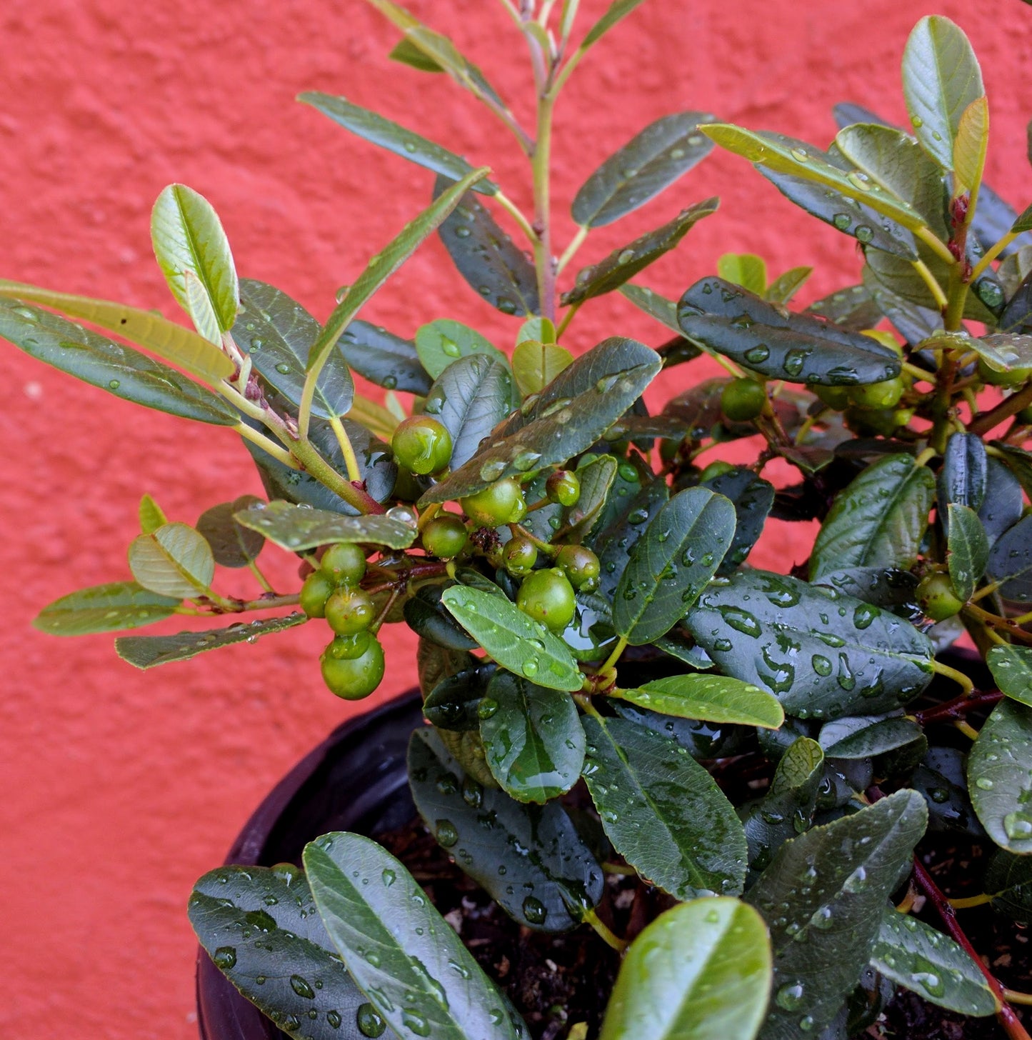 Rhamnus californica (syn. Frangula californica) - Coffeeberry