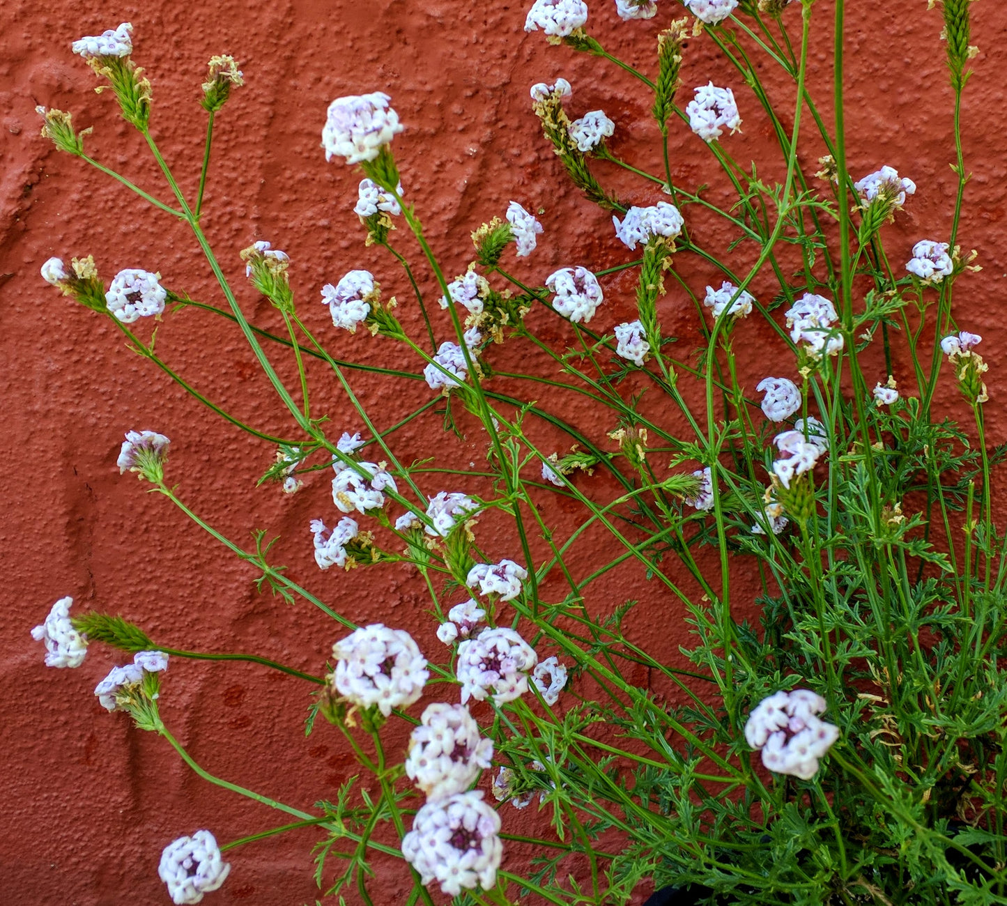 Verbena lilacina 'Paseo Rancho' - Pink Cedros Island Verbena