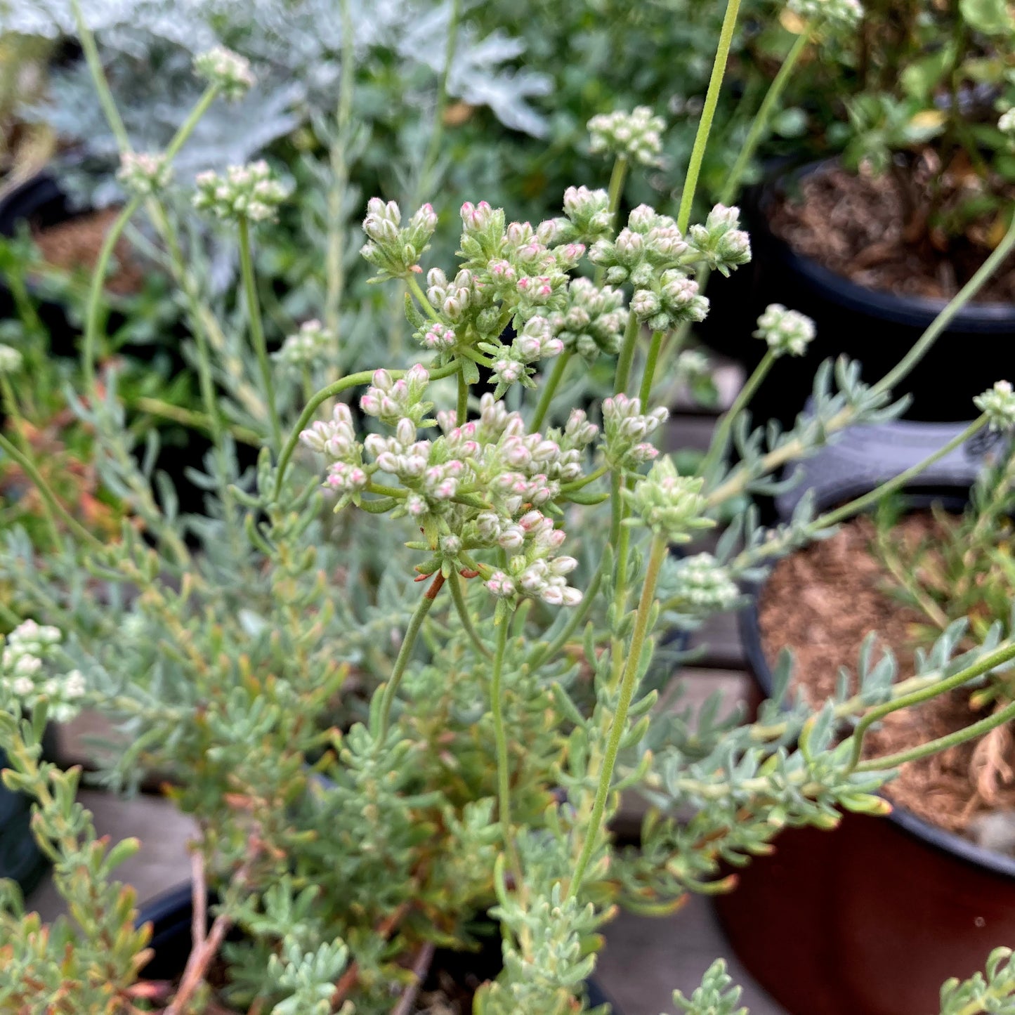 Eriogonum fasciculatum var. polifolium - Interior California Buckwheat
