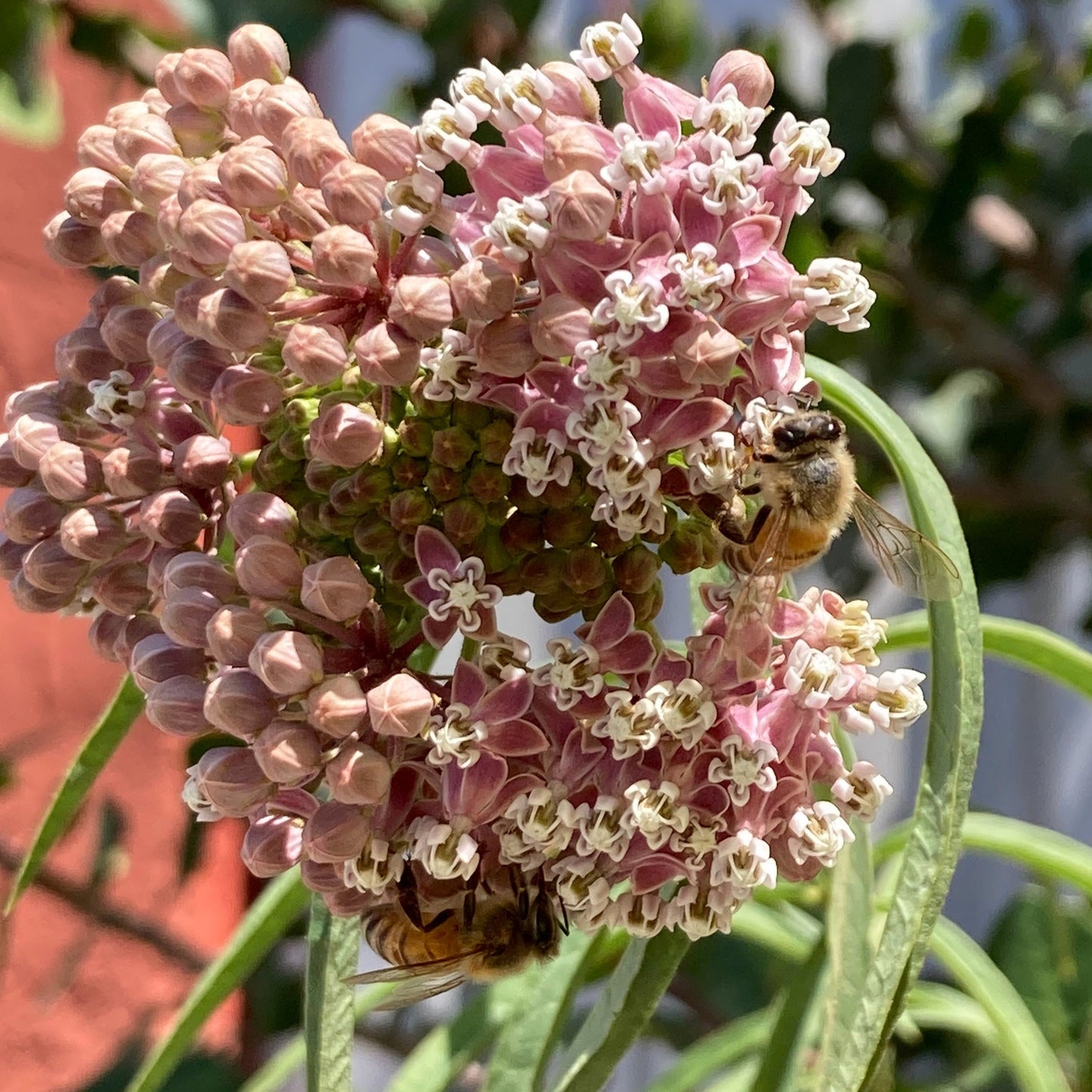 Asclepias fascicularis - Narrow Leaf Milkweed
