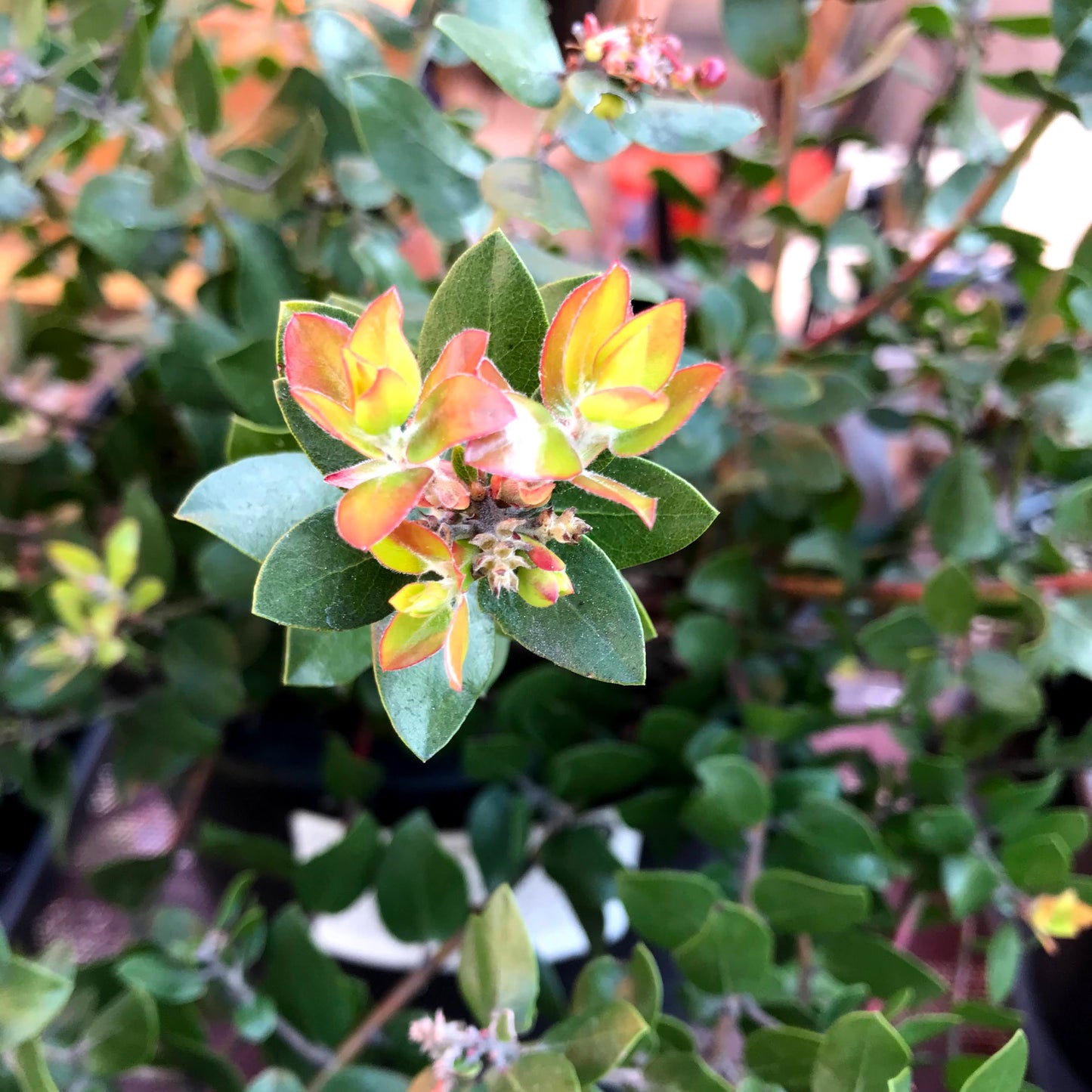 Arctostaphylos 'Sunset' - Sunset Manzanita