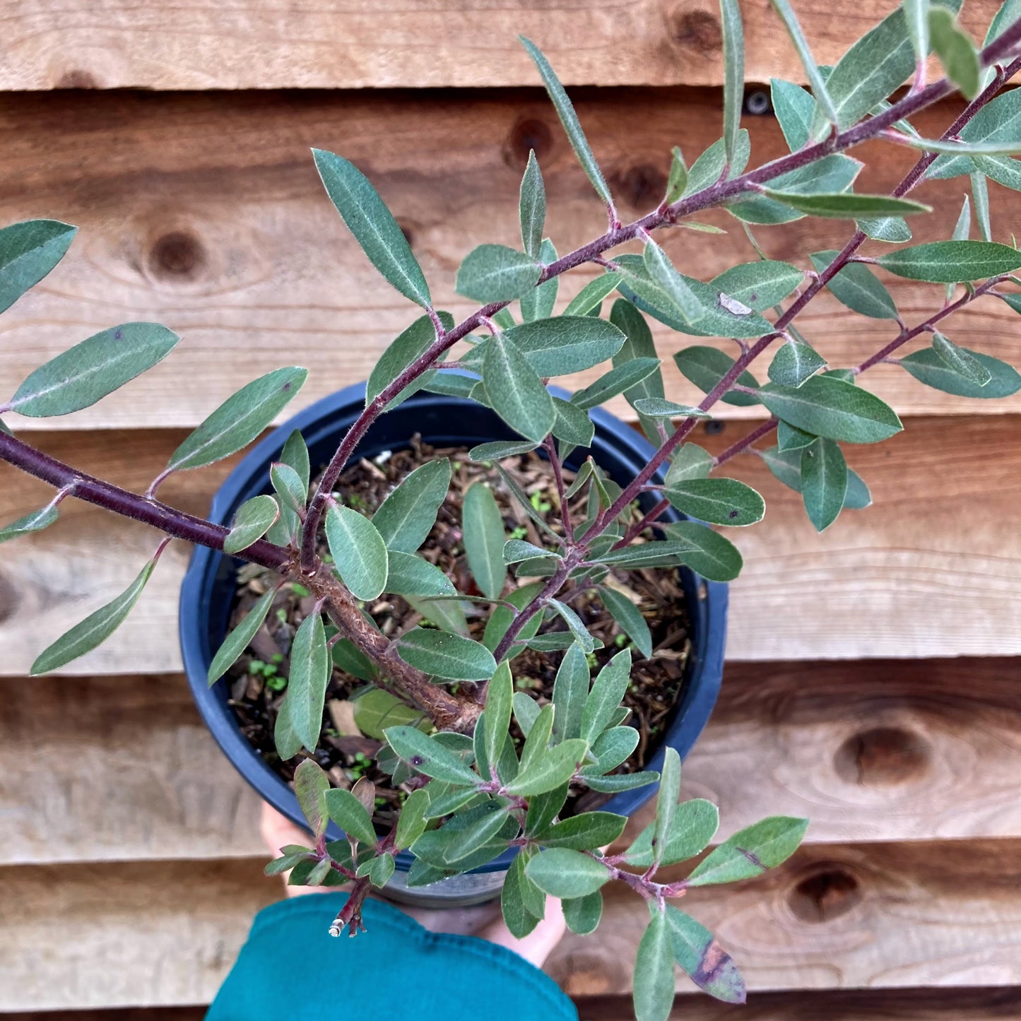 Arctostaphylos ‘Pacific Mist’ - Pacific Mist Manzanita