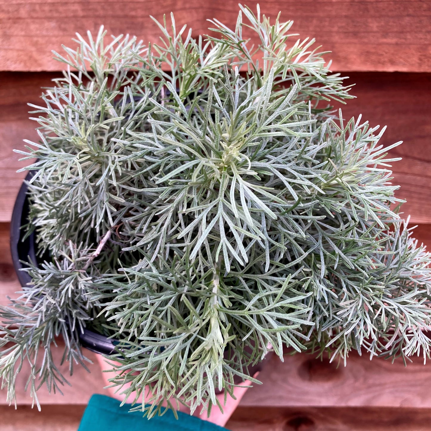 Artemisia californica 'Montara' - Montara Sagebrush