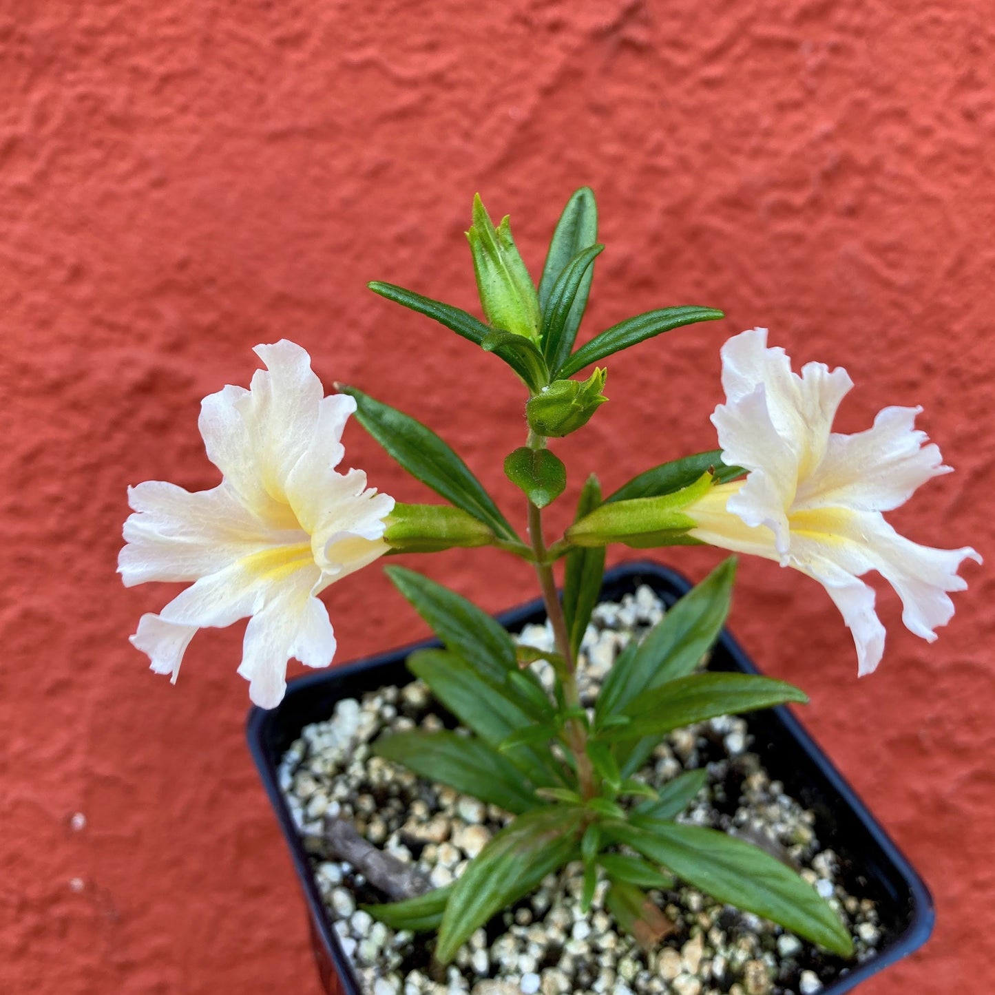 Mimulus bifidus 'White' - White Monkeyflower