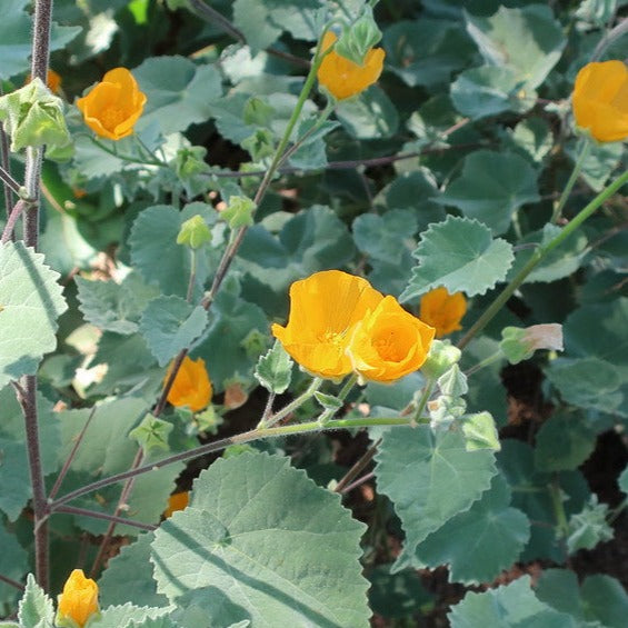 Abutilon palmeri - Superstition Mallow