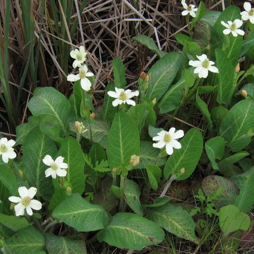 Anemopsis californica - Yerba Mansa