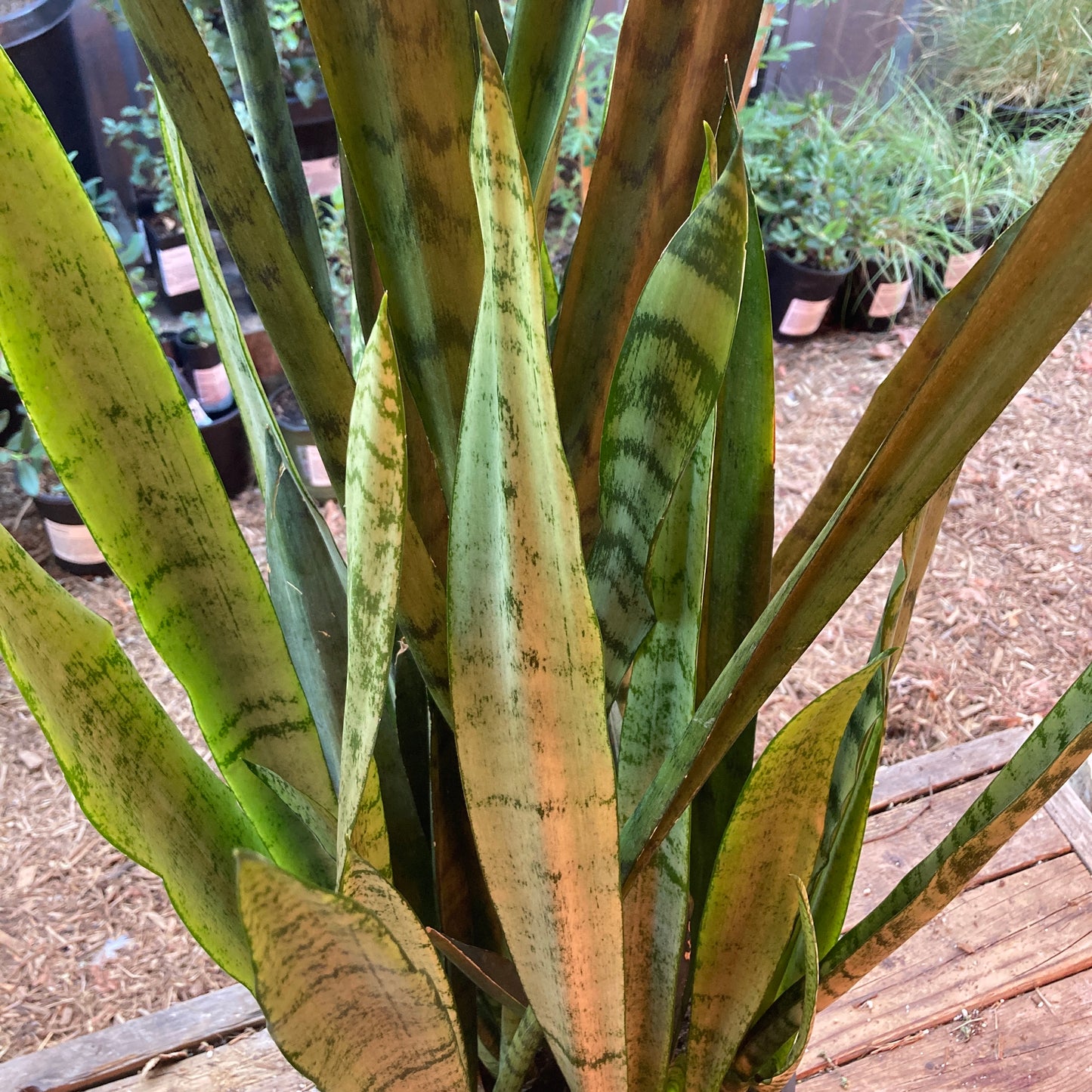 Sansevieria 'Silver Spearmint' - Snake Plant