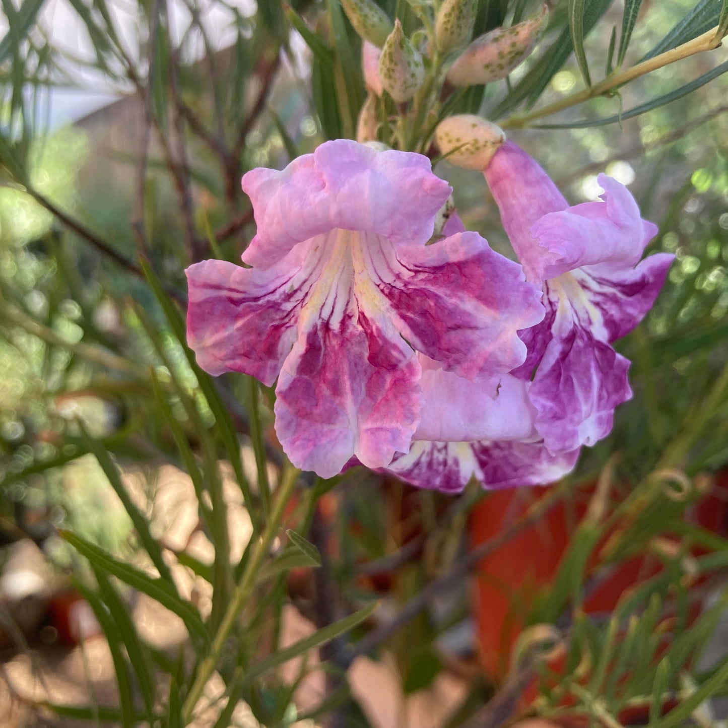 Chilopsis linearis 'Candy Stripe' - Candy Stripe Desert Willow