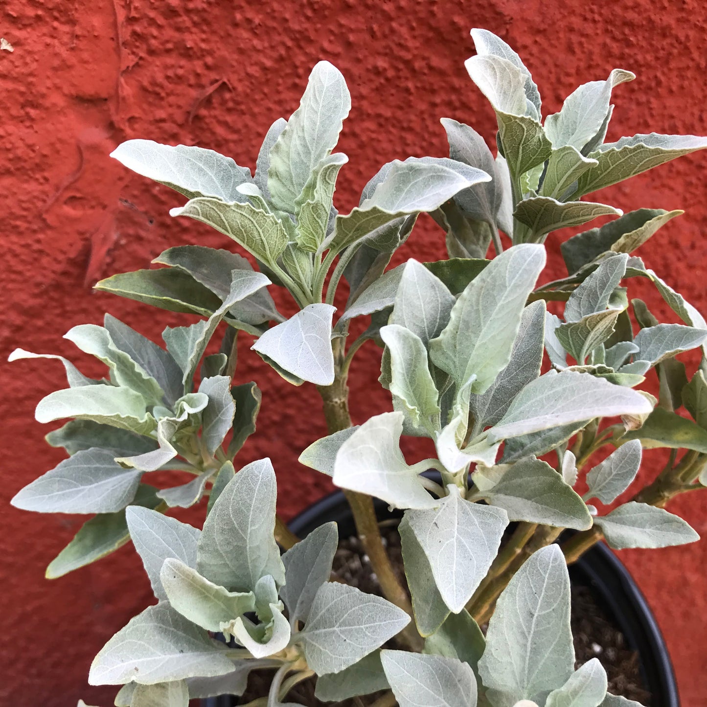 Encelia farinosa - Brittlebush, Incienso