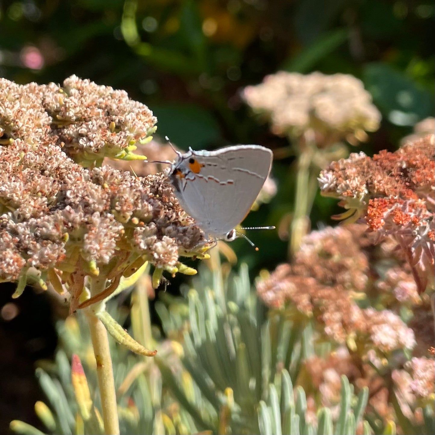 Eriogonum arborescens - Santa Cruz Island Buckwheat