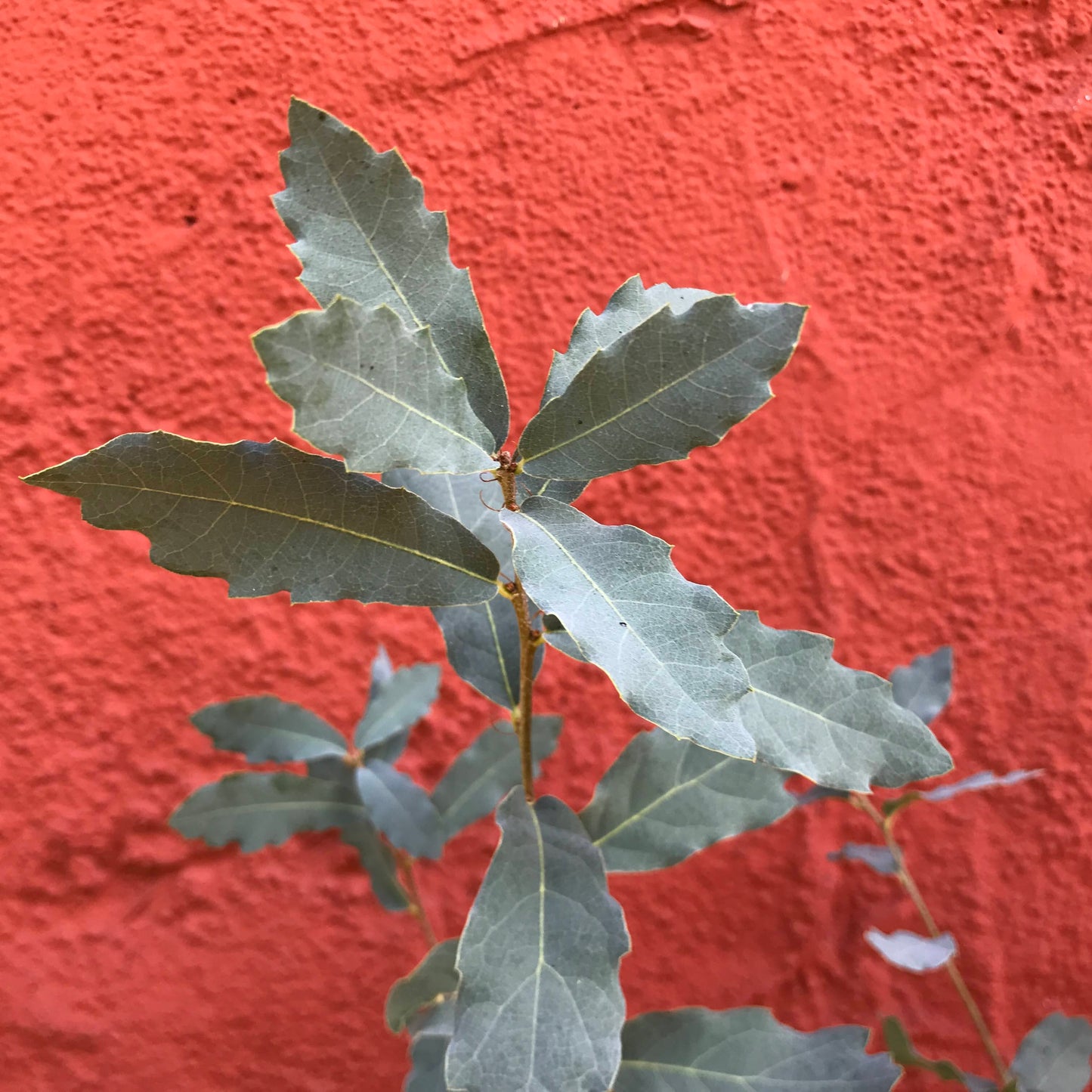 Quercus engelmannii - Engelmann Oak, Mesa Oak