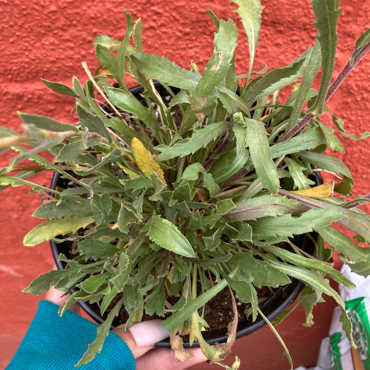 Grindelia stricta var. platyphylla  - Gumweed