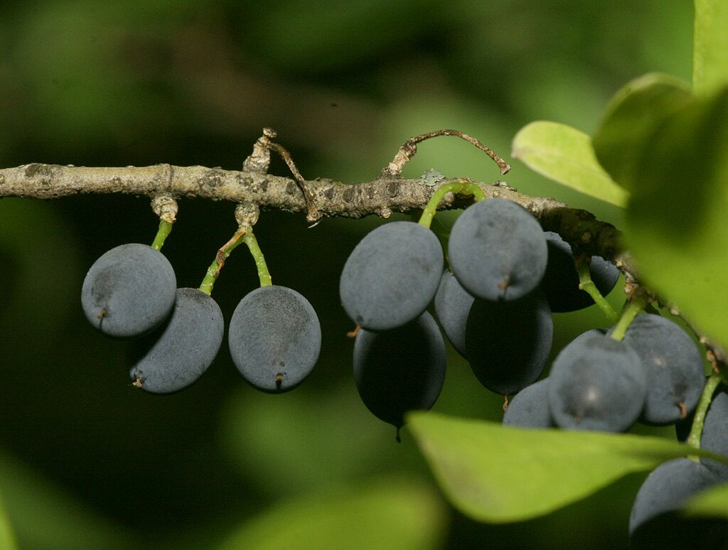 Forestiera pubescens - Desert Olive