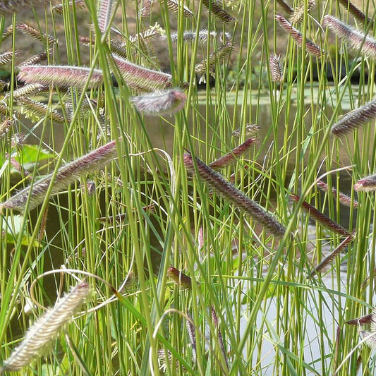 Bouteloua gracilis - Blue Grama Grass
